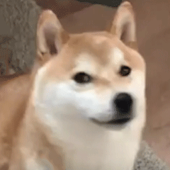柴犬小Q来斗图