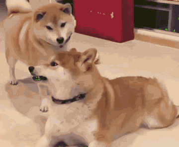 柴犬犯贱挑衅被咬到舌头