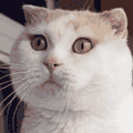 喵星人捏小猫