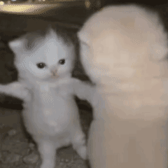 piu piu piu小猫跑步魔性表情包