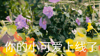 我的小可爱上线了
