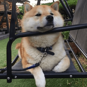玩椅子