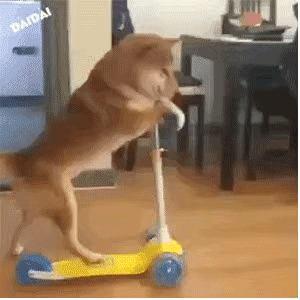 狗子（柴犬）骑滑板车
