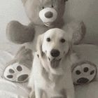 狗狗