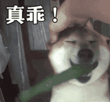 真乖