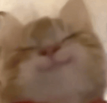 猫咪要抱抱表情包系列