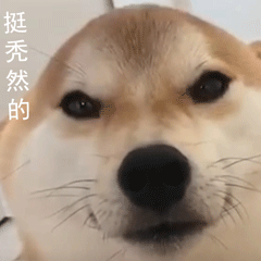 柴犬小Q来斗图