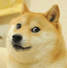 我是 doge，闪瞎你们的双眼