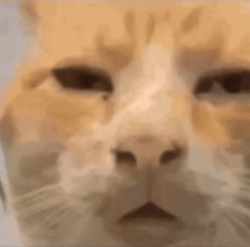无语扭头猫咪懵逼gif表情包