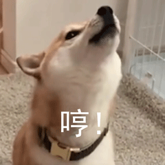 柴犬小Q来斗图