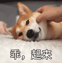 乖，起来