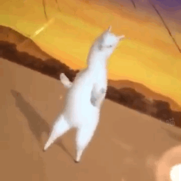 跳舞