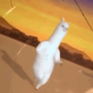 跳舞
