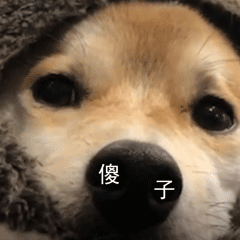 柴犬小Q来斗图