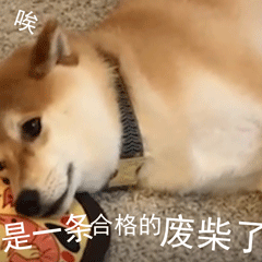 柴犬小Q来斗图