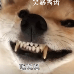 柴犬小Q来斗图